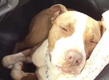 Cachorro ra a PitBull idade 2 anos nome Procura RECOMPENSA