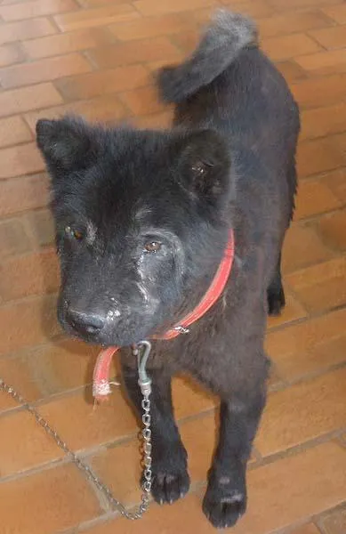 Cachorro ra a ChowChow idade 7 a 11 meses nome Spot