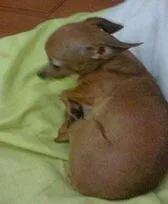 Cachorro ra a PINTSCHER idade 5 anos nome PAGA-SE Recompensa