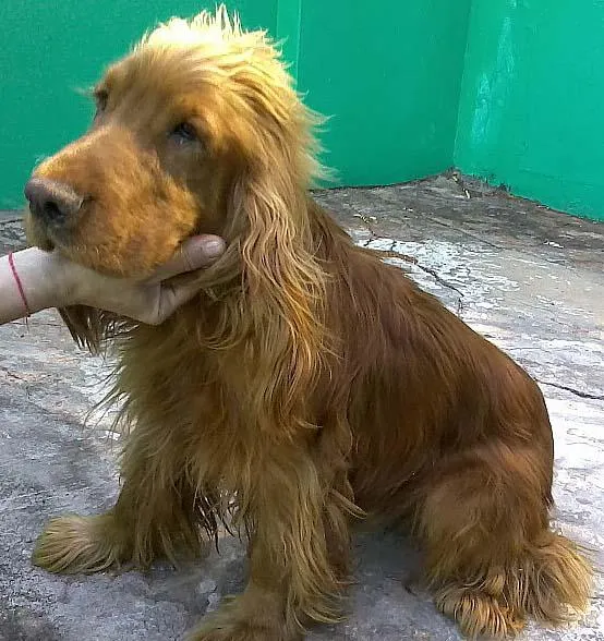 Cachorro ra a Cocker Spaniel idade 2 anos nome ENCONTRADO