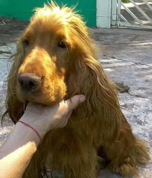 Cachorro raça Cocker Spaniel idade 2 anos nome ENCONTRADO