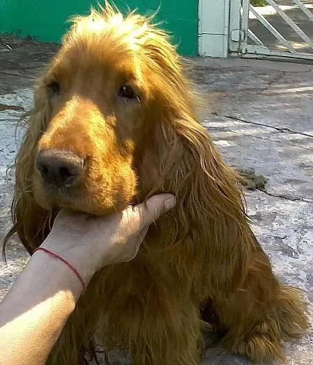 Cachorro ra a Cocker Spaniel idade 2 anos nome ENCONTRADO