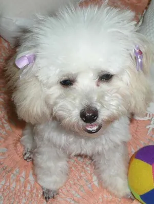 Cachorro raça Poodle Toy idade 1 ano nome Procura JOANA