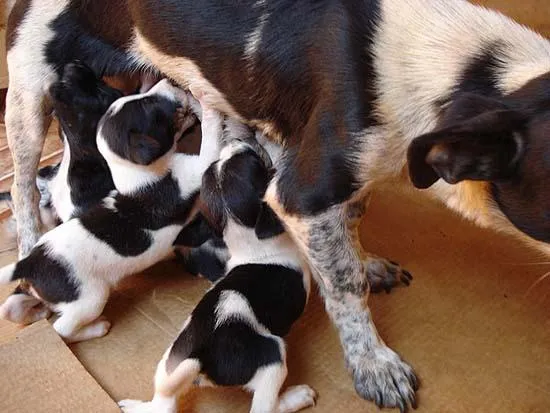 Cachorro ra a SRD idade 2 a 6 meses nome Novinhos URGENTE