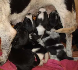 Cachorro raça SRD idade 2 a 6 meses nome Novinhos URGENTE