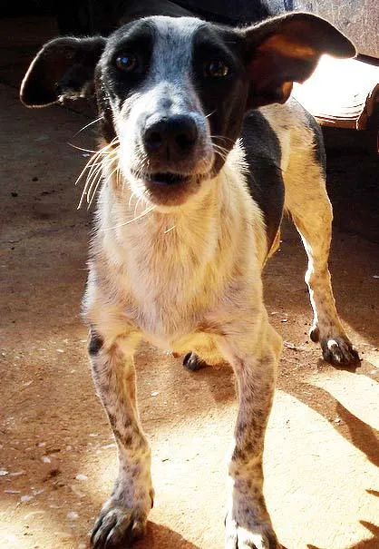 Cachorro ra a SRD idade 2 a 6 meses nome Novinhos URGENTE