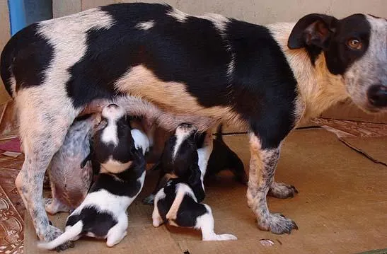 Cachorro ra a SRD idade 2 a 6 meses nome Novinhos URGENTE