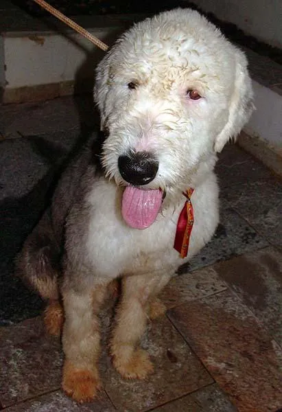 Cachorro ra a SheepDog idade  nome Encontrado