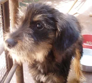 Cachorro raça SRD idade 1 ano nome Procura Dono