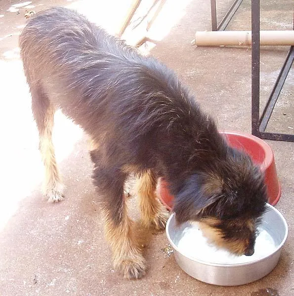 Cachorro ra a SRD idade 1 ano nome Procura Dono