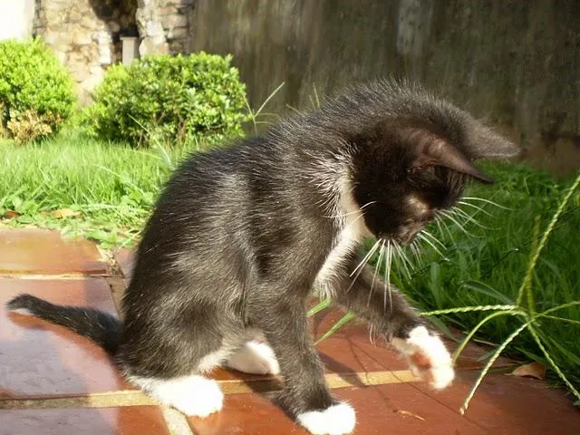 Gato ra a Frajola idade Abaixo de 2 meses nome Bebê