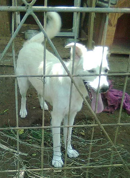 Cachorro ra a Pastor idade 1 ano nome Mila