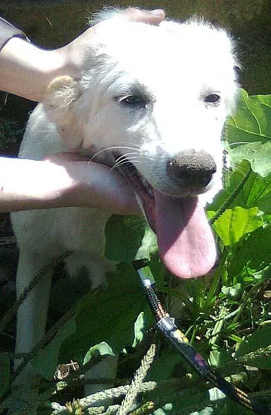 Cachorro ra a Pastor idade 1 ano nome Mila