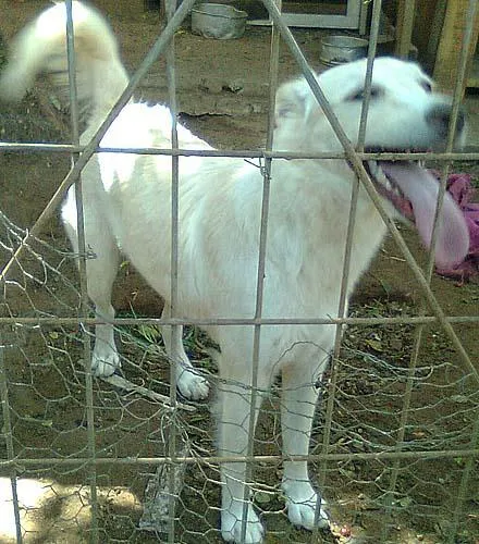 Cachorro ra a Pastor idade 1 ano nome Mila