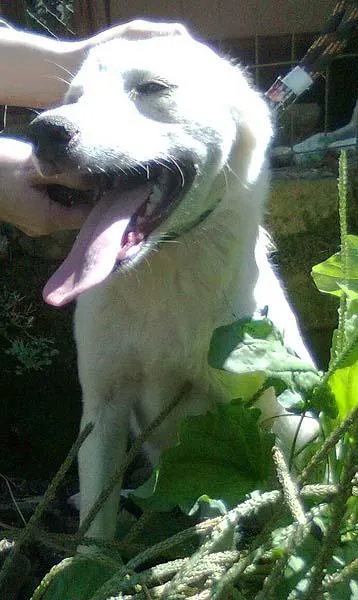 Cachorro ra a Pastor idade 1 ano nome Mila