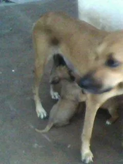 Cachorro ra a Mestiço de boxer. idade Abaixo de 2 meses nome Filhotes.