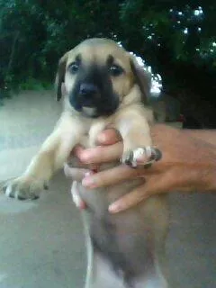 Cachorro raça Mestiço de boxer. idade Abaixo de 2 meses nome Filhotes.