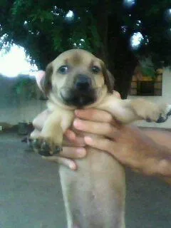 Cachorro ra a Mestiço de boxer. idade Abaixo de 2 meses nome Filhotes.