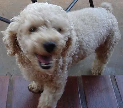 Cachorro ra a Poodle idade 2 anos nome Procura GRATIFICA