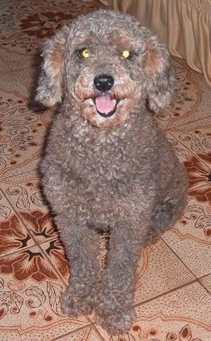 Cachorro raça Poodle idade 2 anos nome Encontrada