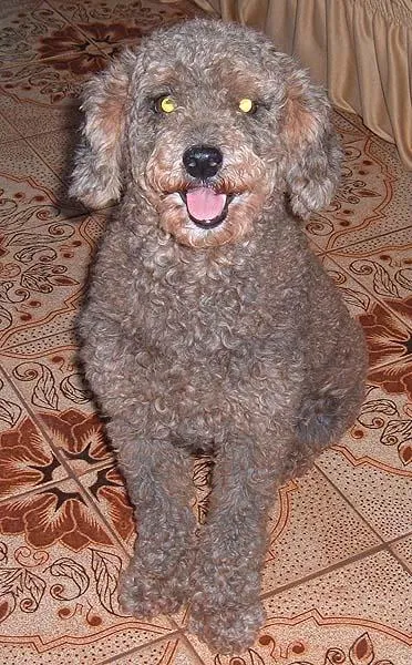 Cachorro ra a Poodle idade 2 anos nome Encontrada