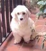 Cachorro ra a Poodle idade 2 anos nome Encontrado HORTO