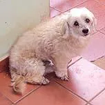 Cachorro ra a Poodle idade 2 anos nome Encontrado HORTO