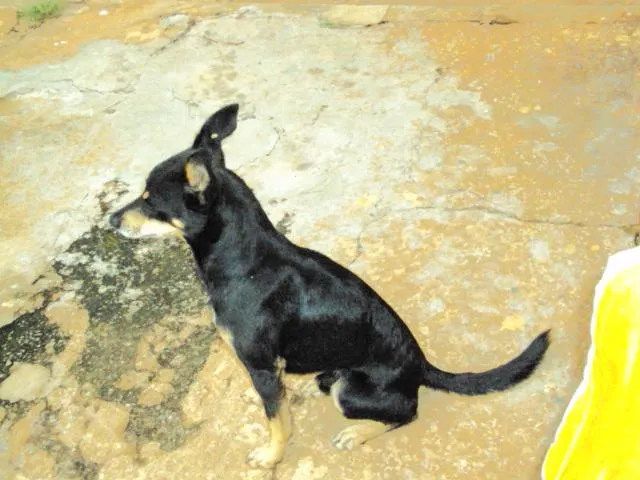 Cachorro ra a vira lata idade 2 anos nome Max