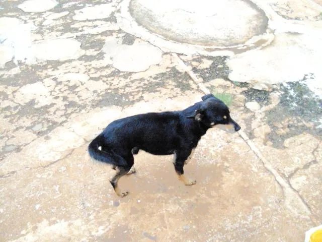 Cachorro ra a vira lata idade 2 anos nome Max