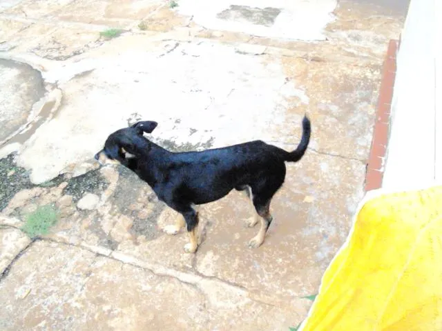 Cachorro ra a vira lata idade 2 anos nome Max