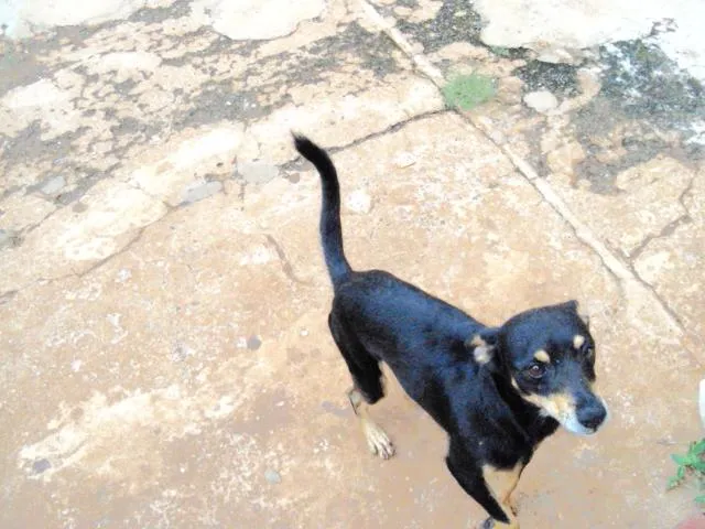 Cachorro ra a vira lata idade 2 anos nome Max