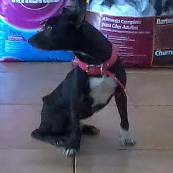 Cachorro raça SRD idade 2 anos nome PROCURA Jhony