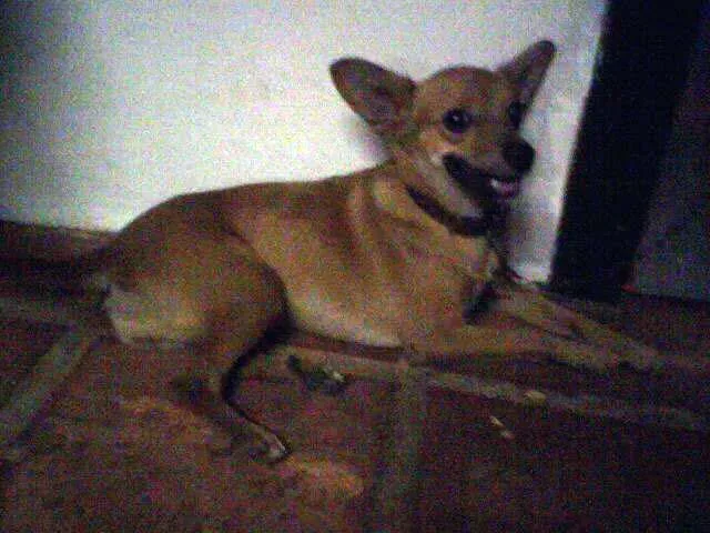 Cachorro ra a SRD idade 2 a 6 meses nome Luna