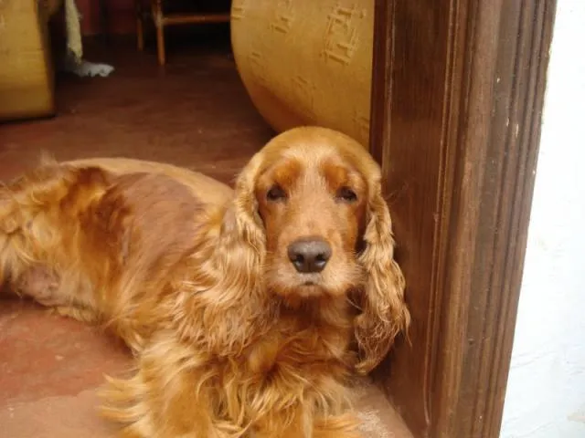 Cachorro ra a Cocker idade 1 ano nome Procura KIKA