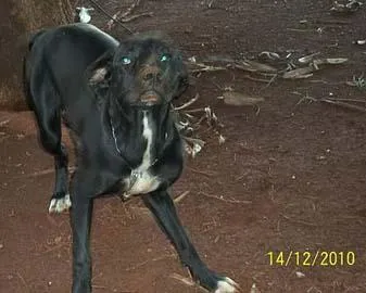 Cachorro ra a SRD idade 7 a 11 meses nome Mirna