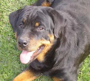 Cachorro raça Rottweiler idade 2 anos nome ROT