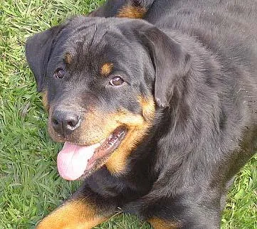 Cachorro ra a Rottweiler idade 2 anos nome ROT