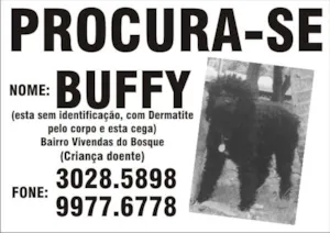 Cachorro raça Poodle idade 6 ou mais anos nome Procura RECOMPENSA