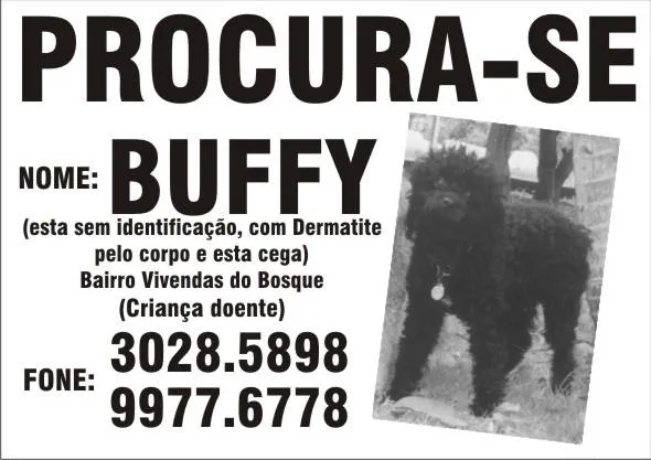 Cachorro ra a Poodle idade 6 ou mais anos nome Procura RECOMPENSA