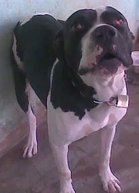 Cachorro ra a Boxer/Pit idade 2 anos nome CARA