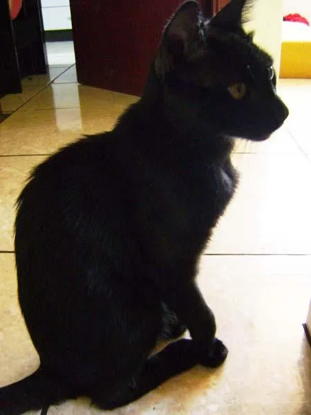 Gato ra a SRD idade 1 ano nome KIKO