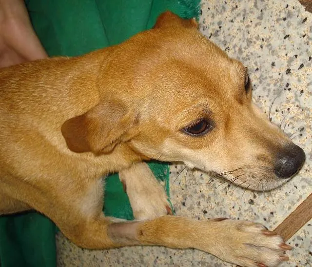 Cachorro ra a SRD idade nome Meg CASTRADA