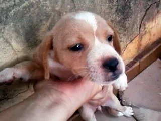 Cachorro ra a SRD idade 2 a 6 meses nome FOFINHOS