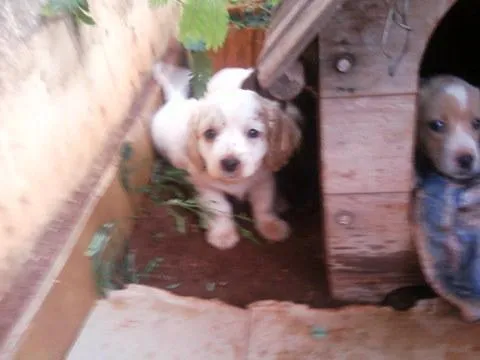 Cachorro ra a SRD idade 2 a 6 meses nome FOFINHOS