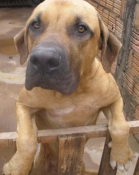 Cachorro ra a Fila Brasileiro idade 1 ano nome Amigo