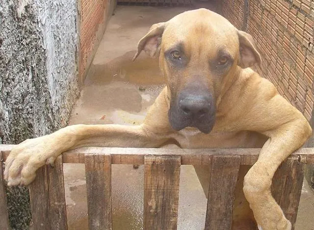 Cachorro ra a Fila Brasileiro idade 1 ano nome Amigo