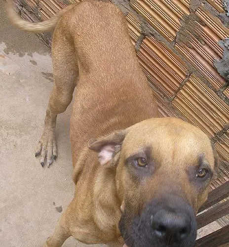 Cachorro ra a Fila Brasileiro idade 1 ano nome Amigo