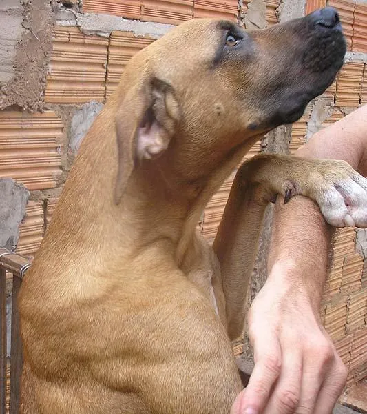 Cachorro ra a Fila Brasileiro idade 1 ano nome Amigo