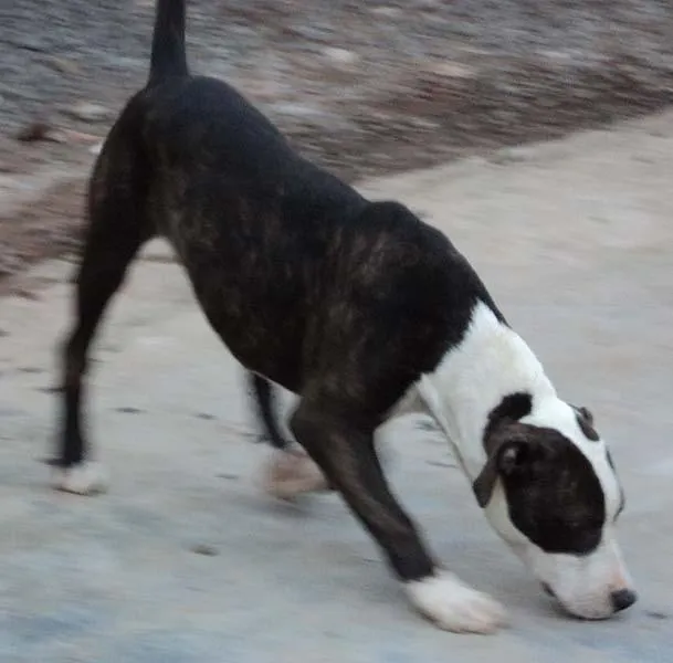 Cachorro ra a PitBull idade 7 a 11 meses nome Lece Novinha