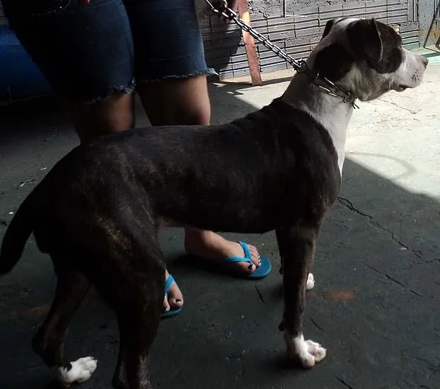 Cachorro ra a PitBull idade 7 a 11 meses nome Lece Novinha